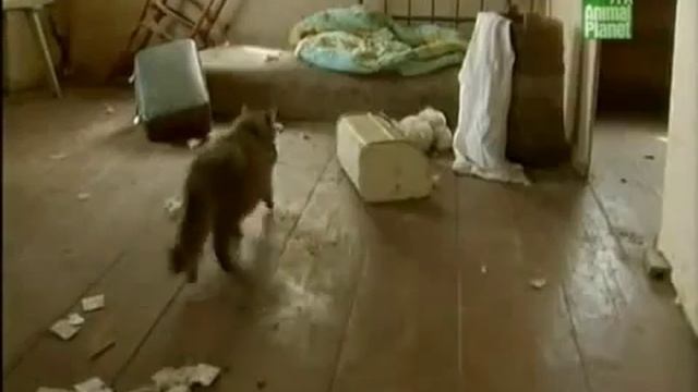 мутация животных от чернобыля смотреть онлайн