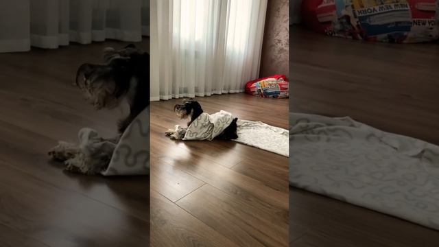 Цвергшнауцер Дори (8 мес) учит трюк «Шаурма»🐕🥰🫶(команда «Укройся» дрессировка, трюки с собакой)