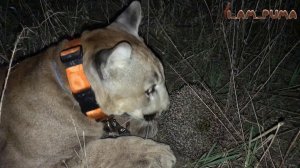 Пума Месси и ёж.  Cougar Messi and hedgehog