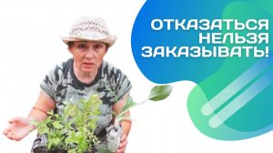 Не зря ли заказала саженцы в Садах Эдема?