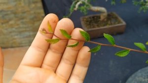 Эксперимент с почвой бонсай. Какая почва лучше для Вашего бонсай? Bonsai Soil