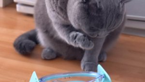 Странное поведение британского кота / British cat behavior