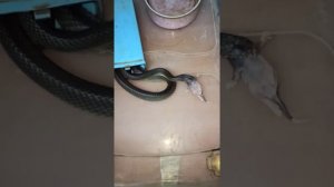 Почему змея отказывается есть? Помутнели глаза!!! Что это значит?