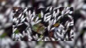 Не пляжи, а мусорная свалка. 5 самых грязных пляжей!