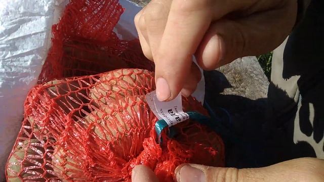 Картофель.Выбираем сорта картофеля.Зачем покупать семенной картофель элита
