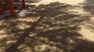 Как выглядит буддийский дацан внутри .  поселок Агинский .В гостях у ламы  Аюра