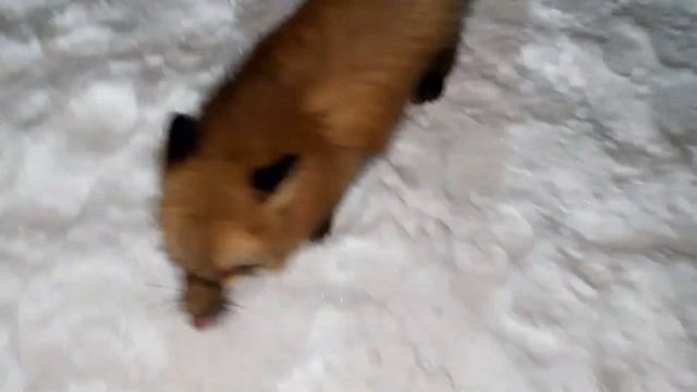 ЛисЯша делает подкоп. Гон. смотреть онлайн