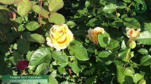 Кормление Роз в августе и сентябре. Пришло время прищипки базальных побегов! Питомник Е. Иващенко