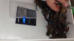 Продажа товарного рака. Навеска, цены.