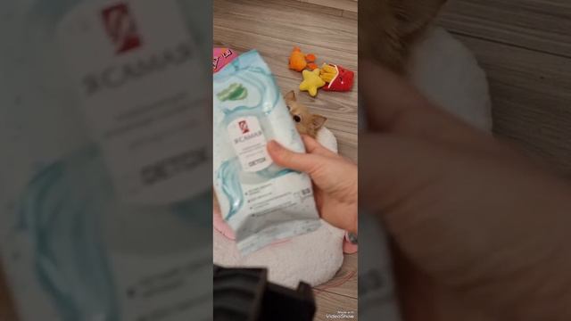 #спадома#добройночи#шпиц#помчи#шпицнемецкий#чихуахуа#собачка#шутка#домашниеживотные#питомцы