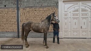 4 та от+5 та той сотилади Самарқандда! Онлайн от бозор! #ОТ