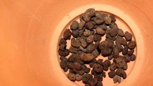 Когда и как пересаживать папоротник. Выбор горшка для папоротника!