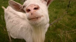 Звонок в полицию. Ржачно. Слушать без детей.