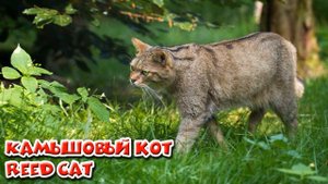 Животные Армении / Animals of Armenia