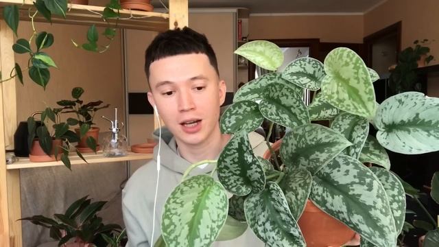 ТОП 10 Комнатных Растений для Идеального Подарка