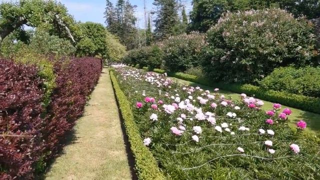 Peony teaser - we're about halfway to a full bloom! смотреть онлайн