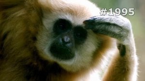 #1995. Обезьяны (В мире животных)