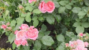 Роза Мэри Энн (Rosen Tantau, 2010) Начало обильного цветения в июне #розавсаду