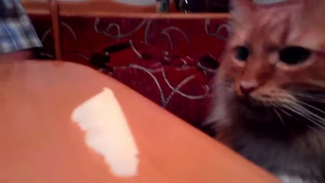 Избалованный кот. смотреть онлайн