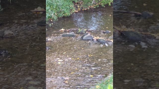 Boogie Woogie Mood (Classical Piano) смотреть онлайн