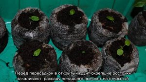 Как размножается мальва — способы рассадки