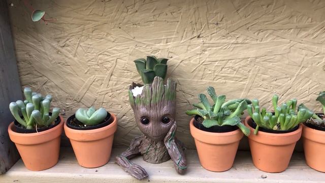 My Garden | Succulents of The Day | Leaf and Designs | Succulentas Y Mas | Succulentas del Dia смотреть онлайн