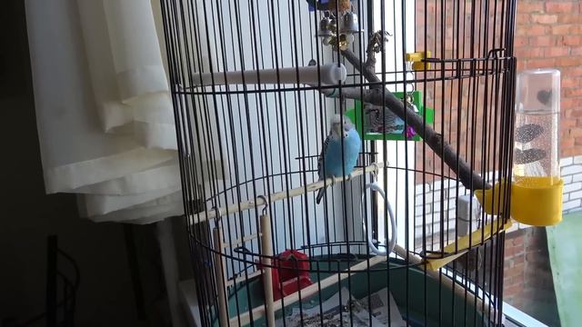 Ищем Саше новую жилетку . Покупки в поездку. Приехали Алина и Лена. 1.04.23. смотреть онлайн