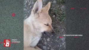 В микрорайоне Парковый неизвестные завернули кошку в пакет и выбросили с балкона