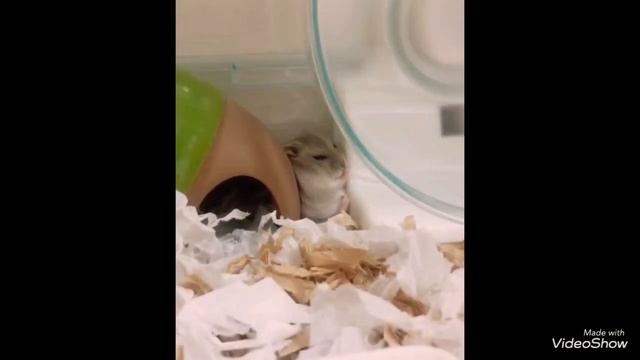 ?Cute hamsters?//?Милые хомячки?//? 可愛的倉鼠 ?//? الهامستر لطيف? смотреть онлайн