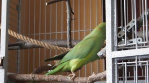 Индийский кольчатый попугай. Сепия в рационе питания.