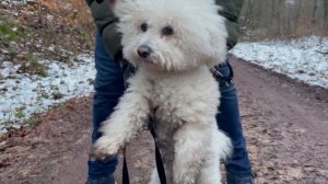 ДЕНЬ С БИШОНОМ ФРИЗЕ ,ПОЗНОВАТЕЛЬНОЕ  ВИДЕО ,НУЖНА ЛИ ВАМ ТАКАЯ СОБАКА ,все продукты в инфобоксе