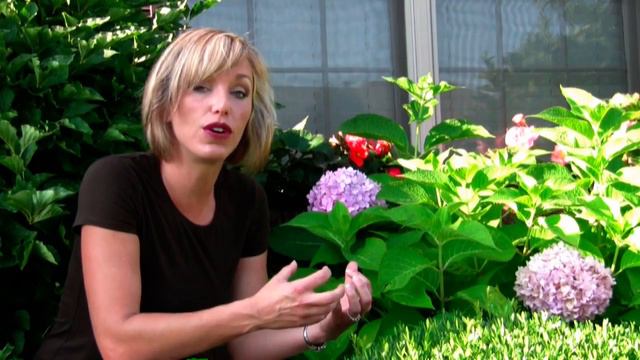 How to Change the Color of Your Hydrangea Blooms - Step-By-Step Gardening смотреть онлайн