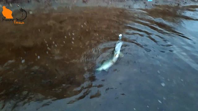 Ловля щуки на спиннинг с поверхности