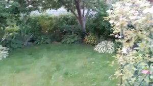 ХОСТЫ ДЛЯ НАЧИНАЮЩИХ. ЦВЕТЕНИЕ, РАЗМНОЖЕНИЕ, УХОД.