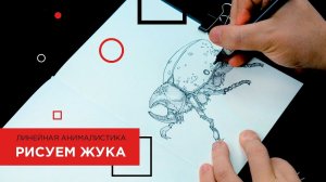Рисуем жука: скетчинг, анималистка, урок
