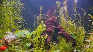 Мои аквариумные растения...