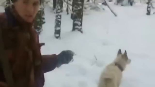 охота на лося смотреть онлайн