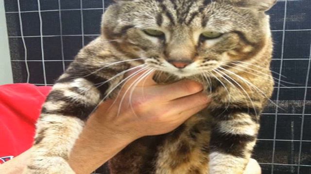 f2 chausie for sale смотреть онлайн