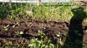 ВСЕГДА КАПУСТУ ПОДКАРМЛИВАЮ  НАВОЗНОЙ ЖИЖОЙ И КАПУСТА БЫСТРО РАСТЁТ.