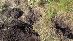 Старый и проверенный способ, как избавиться от кустарников на винограднике