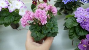 Мои миниатюрные фиалки.