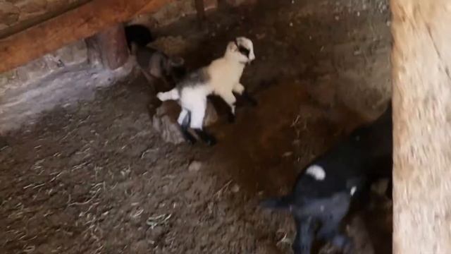 صوت الماعز , صوت ماعز , ماعز لطيف , ماعز , حيوانات смотреть онлайн