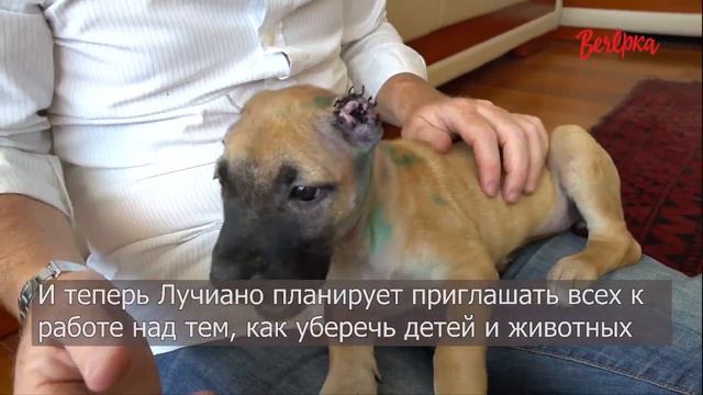 Сьюзи: история одной спасенной собаки смотреть онлайн