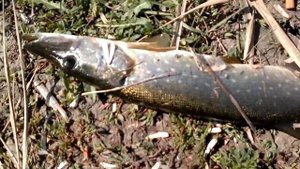 Рыбалка на озере Толока в Славянске-на-Кубани (краткий обзор)