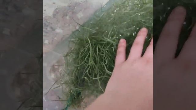 Тилландсия уснеевидная