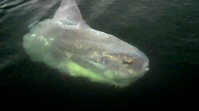 Giant Fish the Mola Mola or Sunfish the Oceans heaviest weird  bizarre!