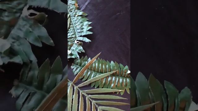 Tyanna_world _of flowers смотреть онлайн