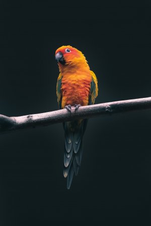 Тропические птицы-попугаи.