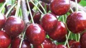 Северная красавица – черешня сорта Ипуть