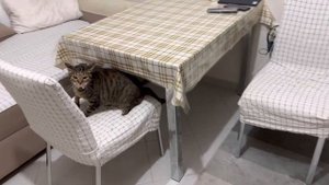 Бешенство у кошки